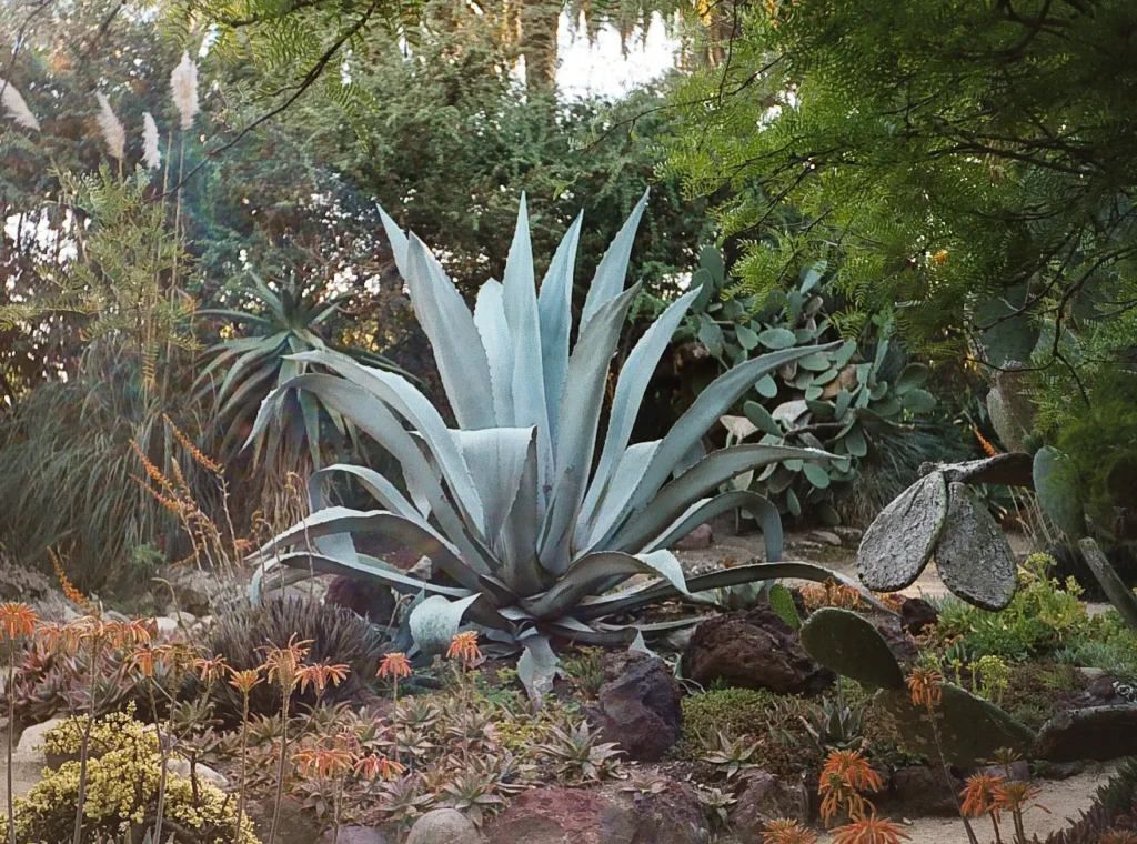 In the Cactus Garden at Rancho Los Alamitos