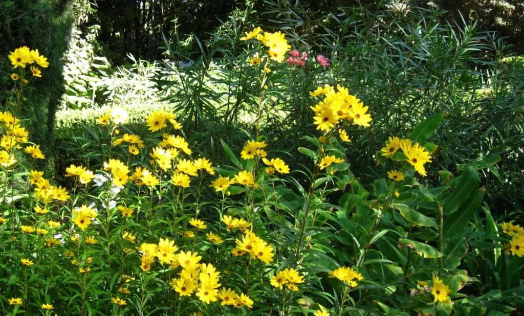 In the Garden at Ranch Los Alamitos